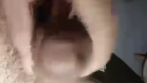 chinacock_16cm online show from August 2, 5:59 pm