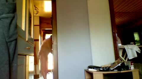 stevefromfrance online show from July 20, 8:50 am