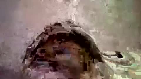 _hershey003 online show from January 11, 8:33 am