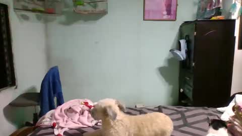 Abby online show from December 2, 11:13 pm