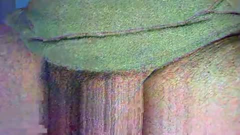 Alex online show from November 20, 10:40 pm