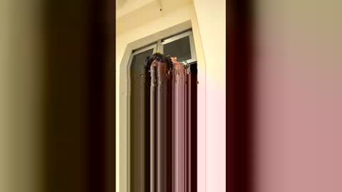 arilavish online show from April 11, 5:34 am