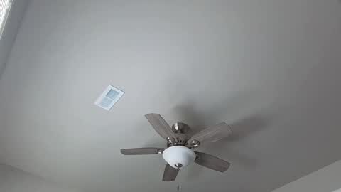 bambifarrina online show from September 17, 2:53 pm