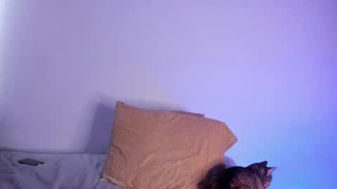 isabella online show from November 12, 8:22 pm