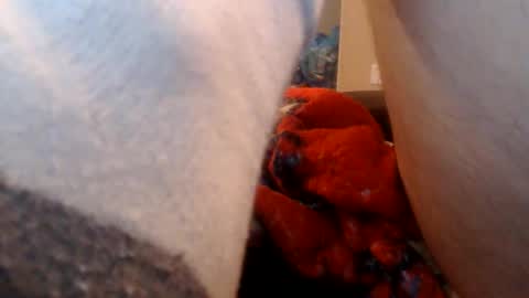 Bean online show from January 12, 4:19 am