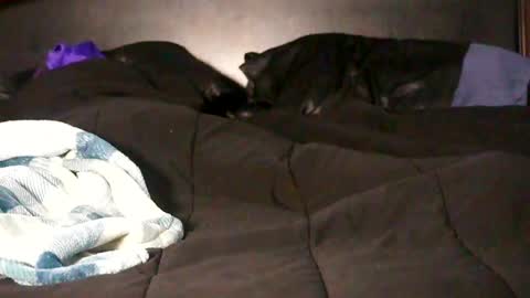 Pixel Pleasures online show from October 16, 10:48 am