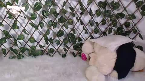 charly_evans60 online show from February 25, 10:09 pm