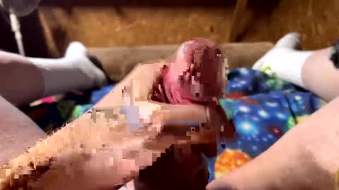 chasepeewee2 online show from December 26, 6:43 pm