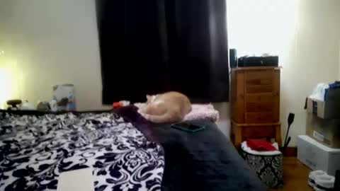 ChinaCove online show from January 31, 7:22 pm