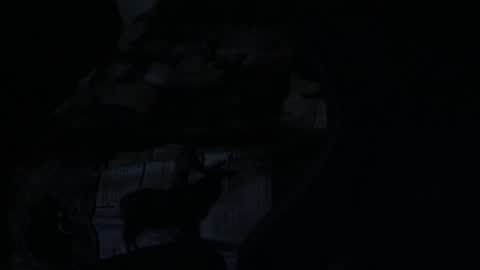 cooley77701 online show from February 5, 10:41 am