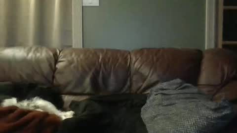 Snapshot of dachshund01 chatting on October 24, 3:51 am dachshund01 online show from October 24, 3:51 am