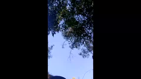 dogging4dollars online show from April 15, 6:28 am