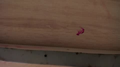 dylanroyce_ online show from April 1, 1:41 pm