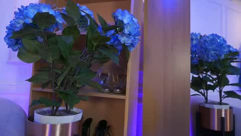 Elasummeer online show from February 4, 2:21 pm