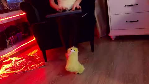 FeetVibe online show from November 11, 12:07 pm