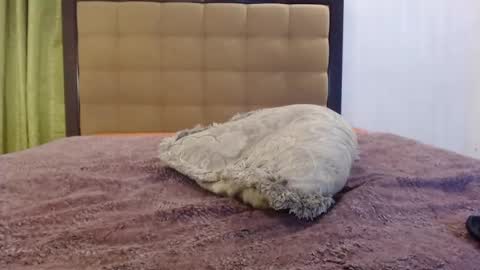 AmeliaVlad online show from November 7, 7:27 pm