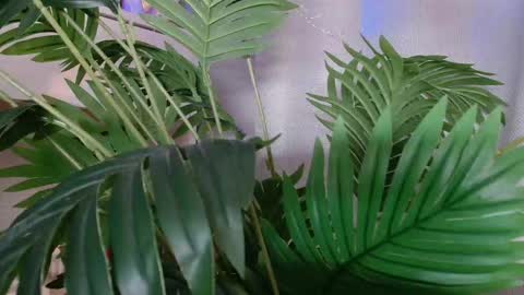 Carrie online show from November 9, 4:43 pm