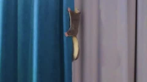 Viola online show from October 20, 12:32 pm