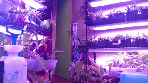 krookedorchid online show from October 30, 10:05 am