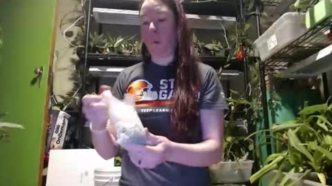 krookedorchid online show from November 28, 10:33 am