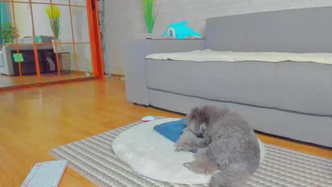 lilyt_007 online show from January 14, 6:02 am