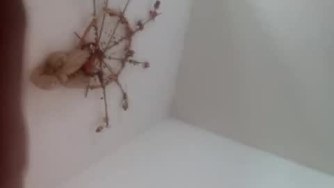 locopolla24 online show from February 25, 11:32 am