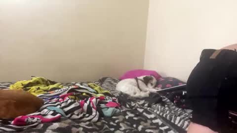 luana_winner online show from November 23, 7:01 pm