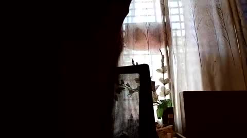 Dorea online show from April 12, 5:11 am