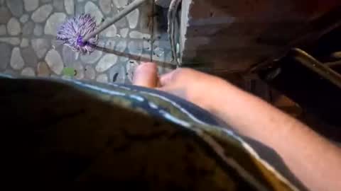 miky17cm online show from January 15, 5:05 am