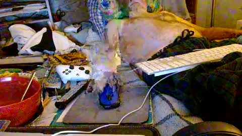 Snapshot of onemattu chatting on October 8, 7:36 am Mattu online show from October 8, 7:36 am