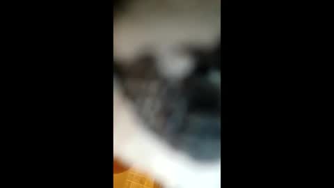 Paw online show from January 22, 5:05 am