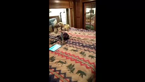 Pearl online show from April 21, 12:25 am