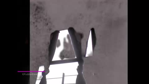 puddled_wonderland online show from January 6, 1:52 pm