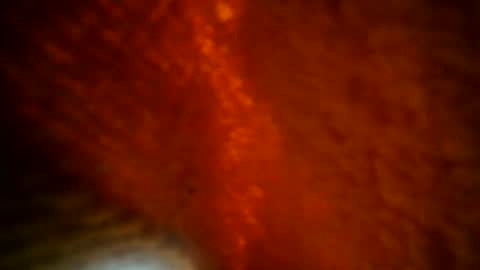 samueltal online show from September 28, 8:29 pm