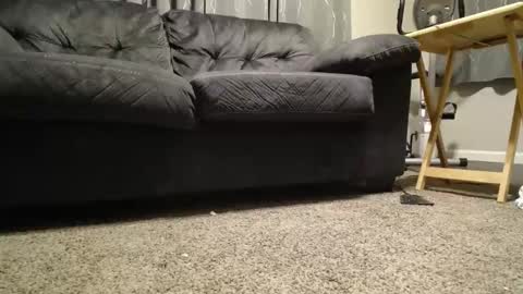 sxtn002 online show from November 11, 11:12 am