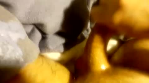 tf0_ online show from March 3, 4:14 am