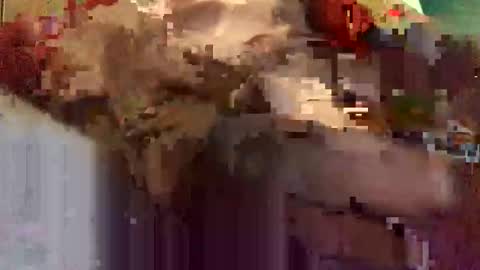 thebbc77 online show from January 11, 10:43 am