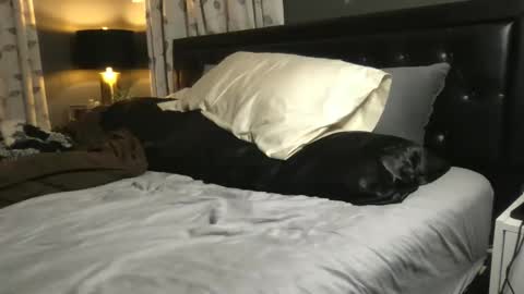 The Wild Ones online show from November 20, 1:26 am