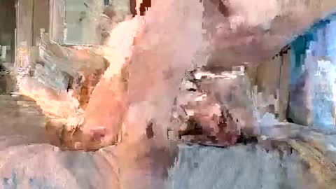 vanillasnackpack007 online show from February 3, 5:39 pm