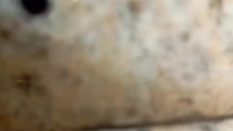 velozsempre online show from January 18, 9:24 pm