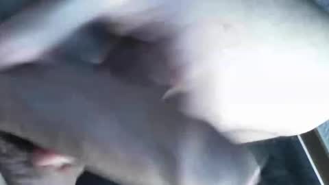   online show from March 8, 11:39 pm