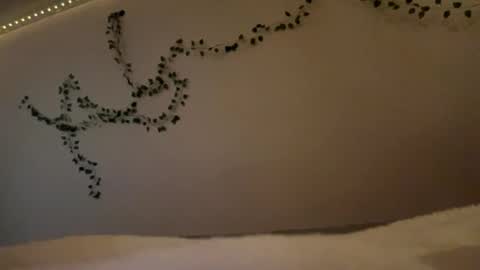 Vivi online show from December 3, 6:19 pm