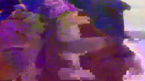 yangolox3 online show from December 6, 12:18 am