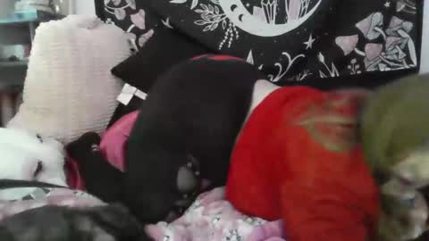 yourthickgingergoddess online show from February 12, 3:32 am